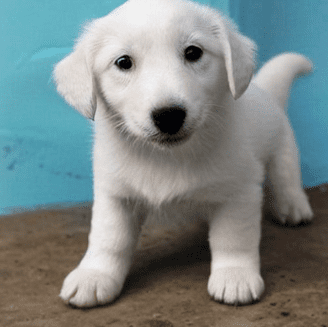 흰색 강아지꿈 해석